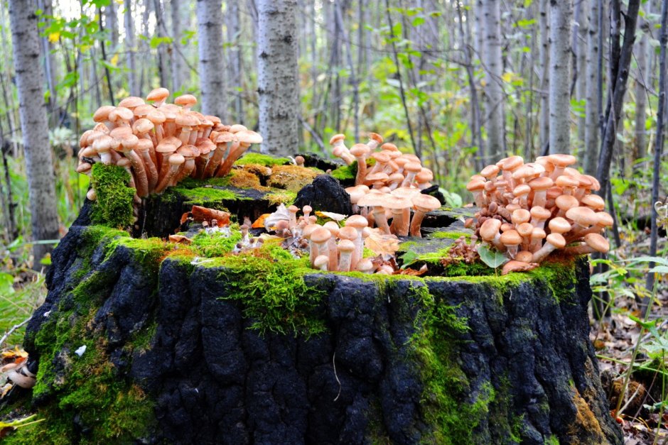 Много грибов на пне