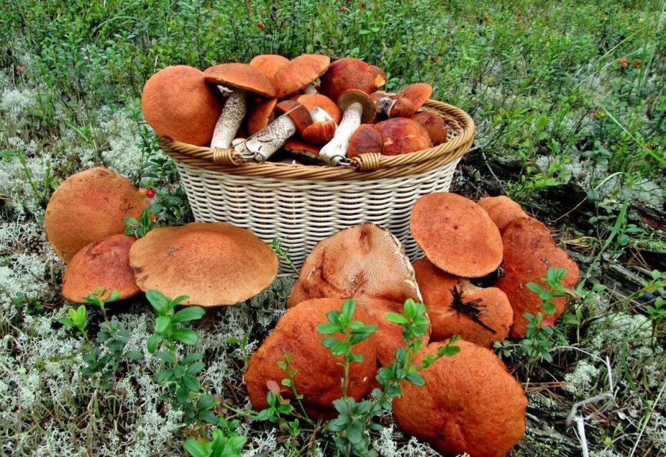 Лесные грибы на даче