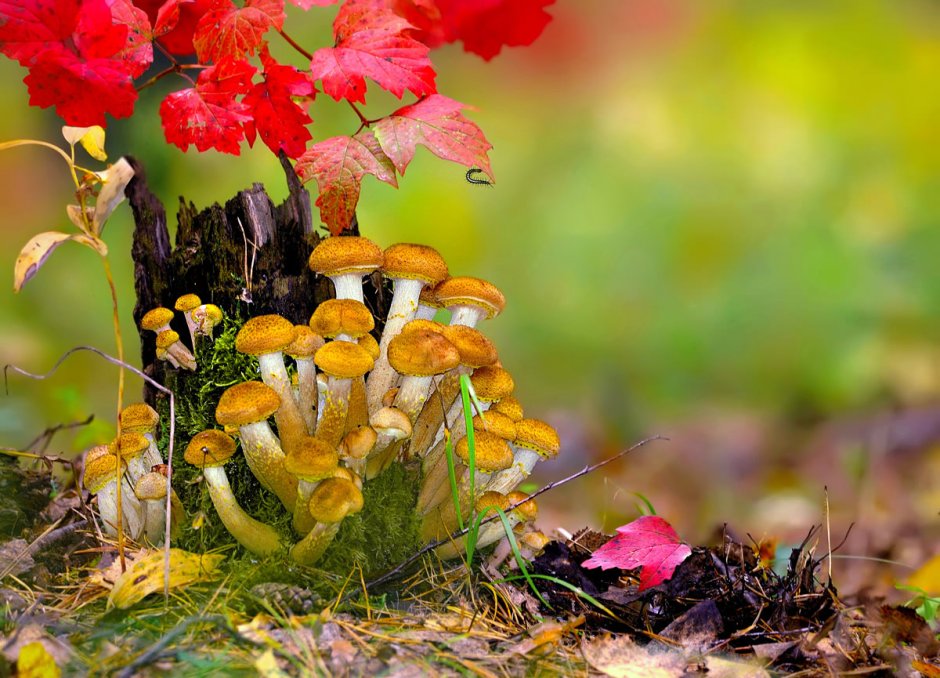 Лес грибы осень опята