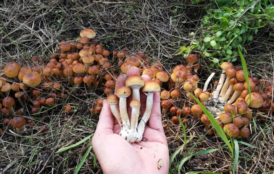 Выросли грибы на участке