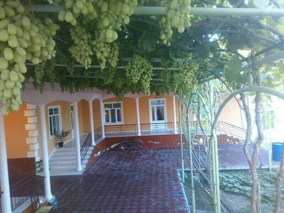 Узбекский двор с виноградником
