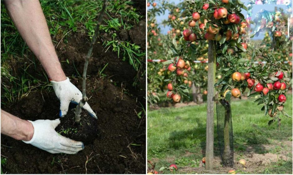 Высаживание саженцев яблони