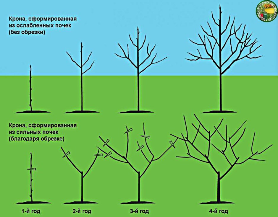 Схема подрезки плодовых деревьев