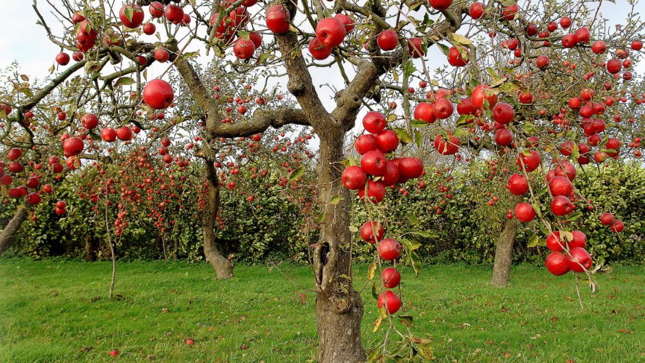 Полукарликовые яблони