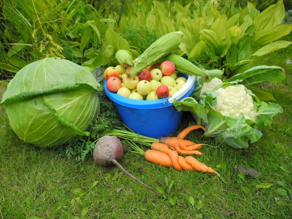 Vegetables from Farm