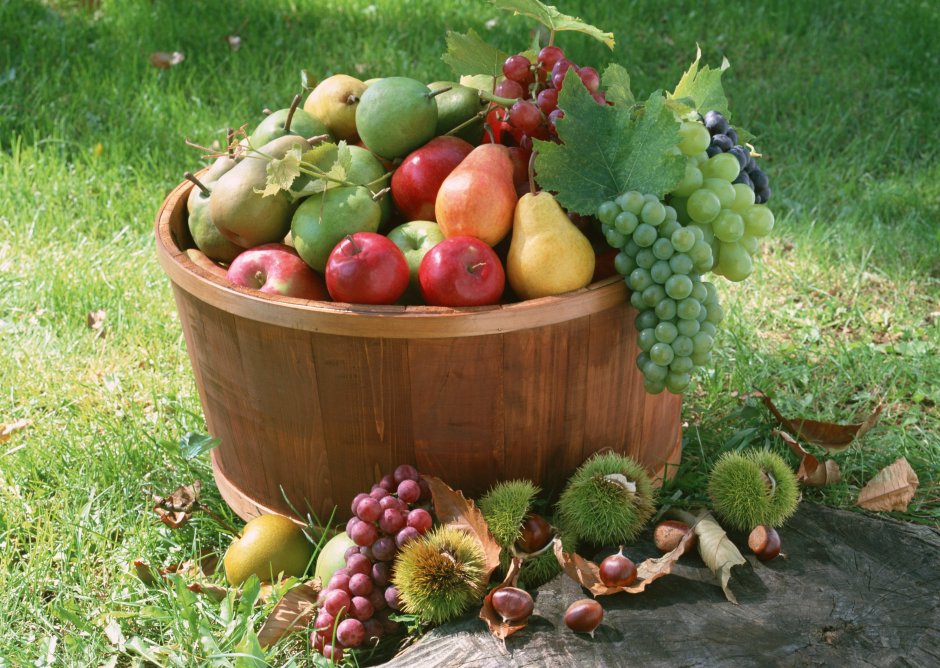 Сад с овощами и фруктами