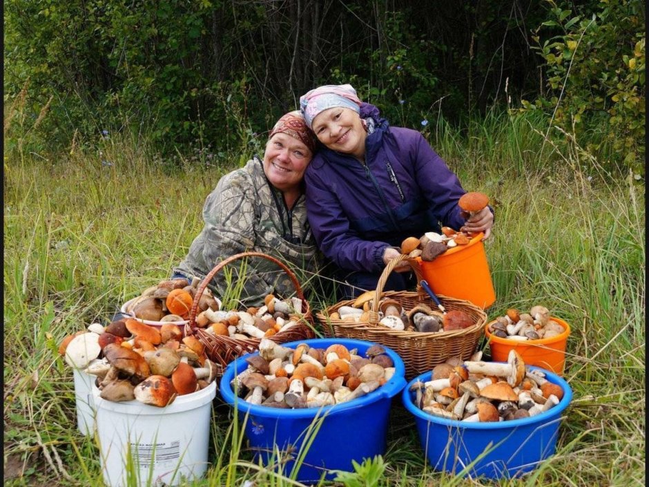 Бабушка собирает грибы