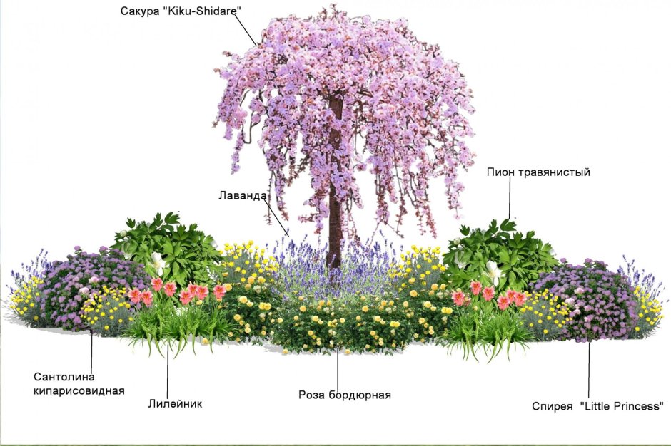 Схема посадки древесно кустарниковых растений