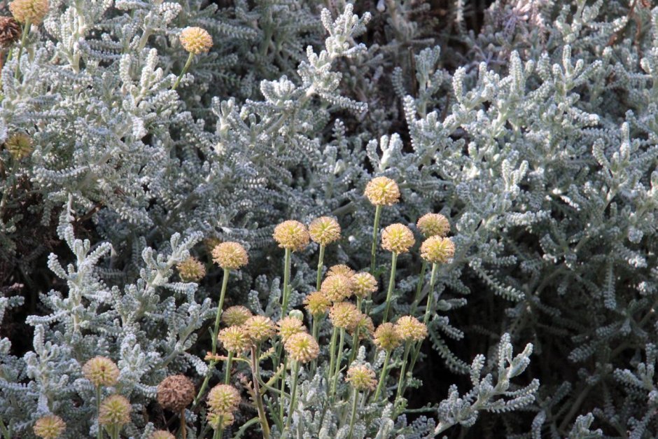 Сантолина кипарисовидная - Santolina chamaecyparissus.