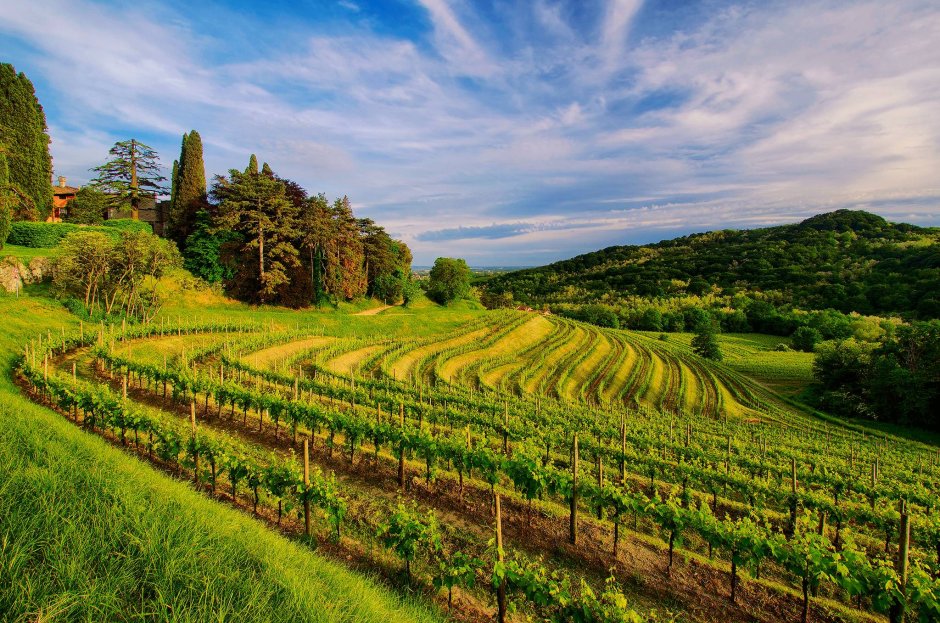 Виноградники и природа Франции