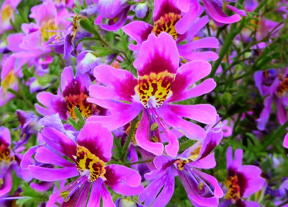 Цветы схизантус визетонский гибридная смесь f1