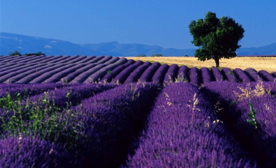 Франция Лавандовые поля период цветения фото