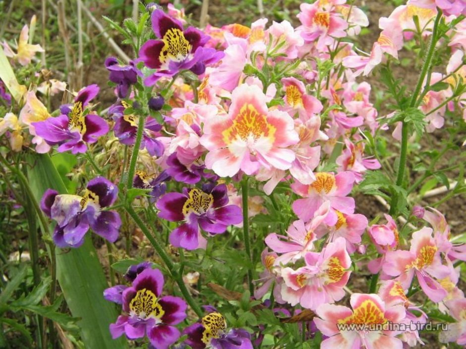 Цветок схизантус визетонский