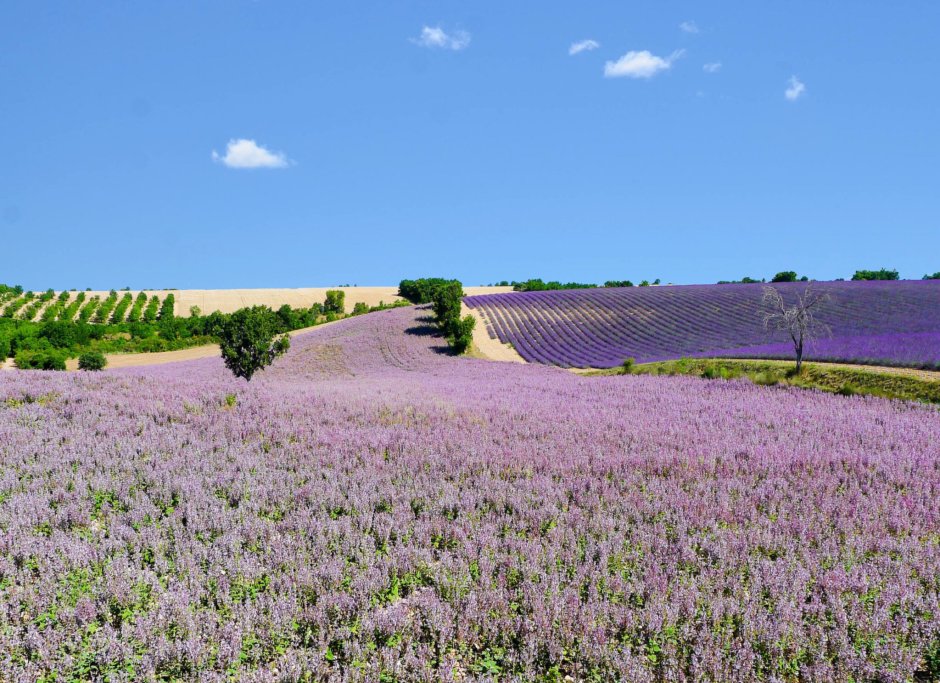 Лавандовые поля в Провансе Франция
