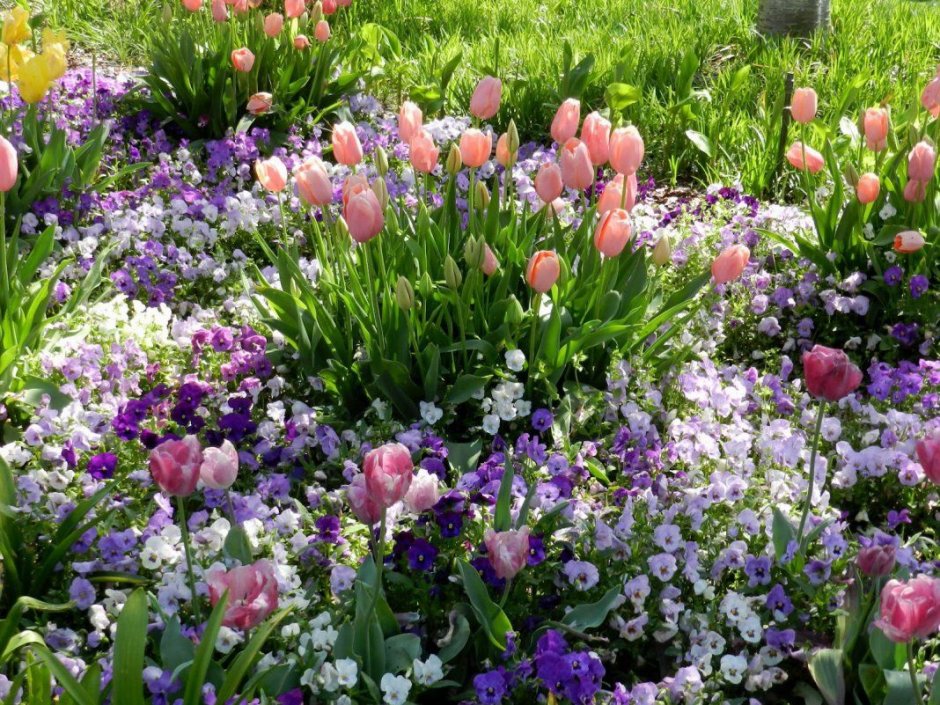 Цветы луковичные многолетники тюльпаны
