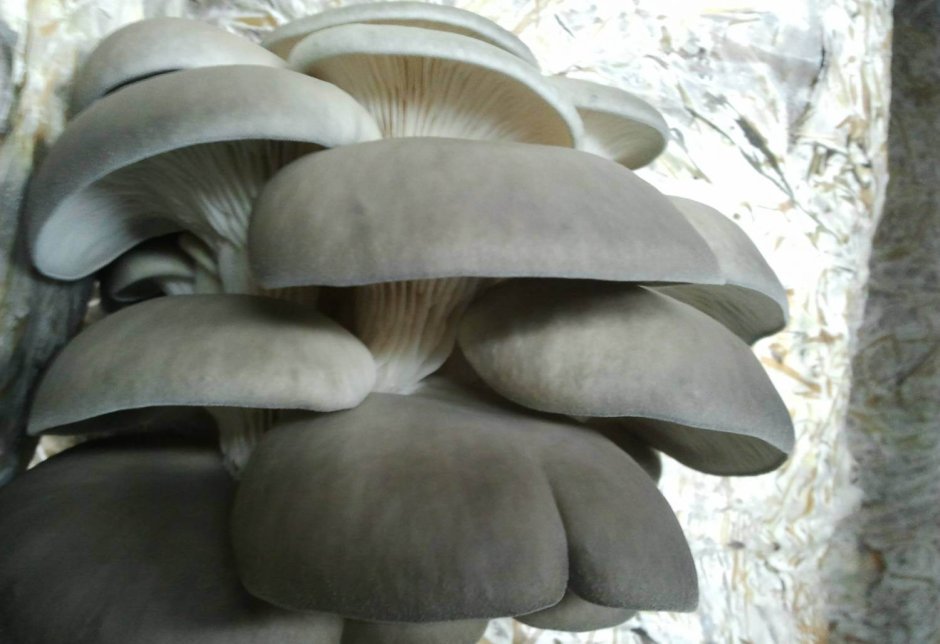 Are Magic Mushrooms easy to grow