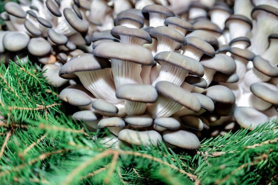 Вешенки грибы выращивание