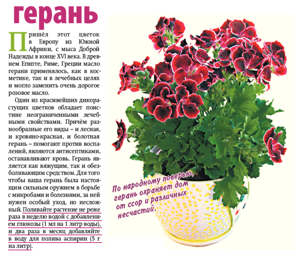Паспорт растения герань пеларгония
