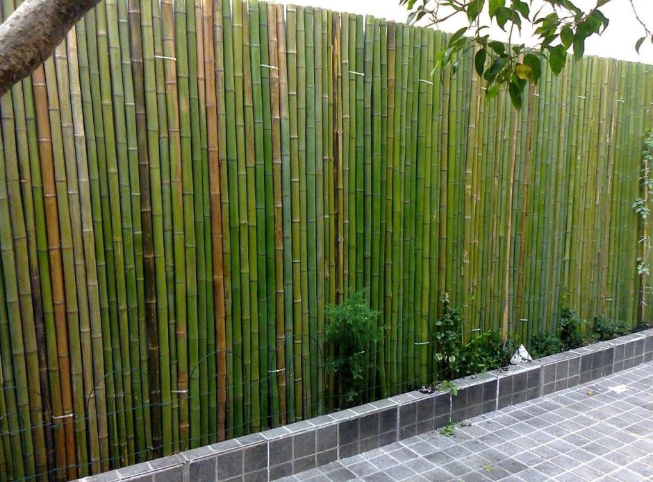 Ограждение из бамбука