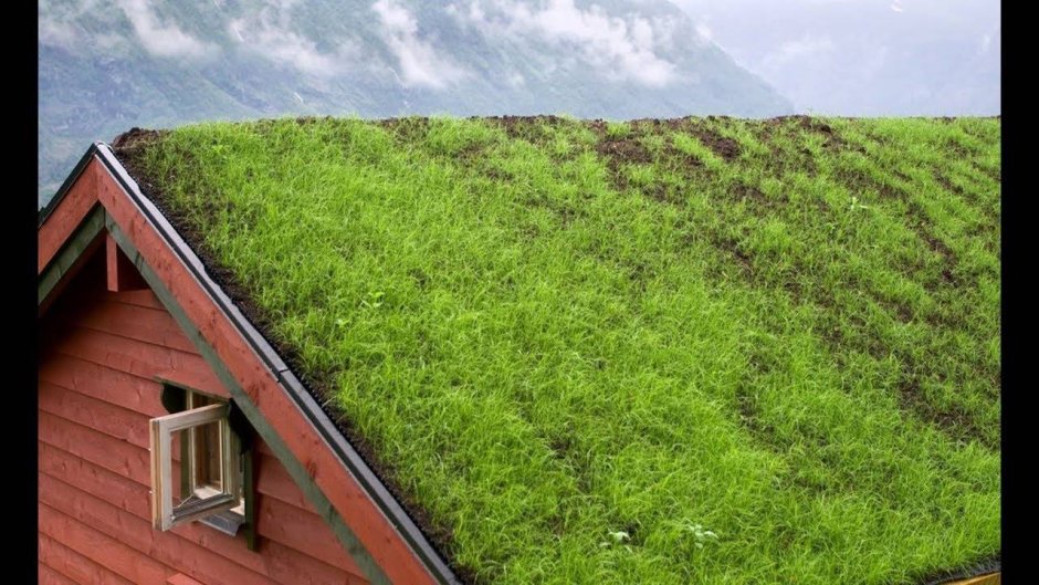 Трава на крыше