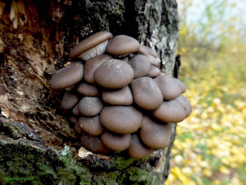 Мицелий грибов вешенка