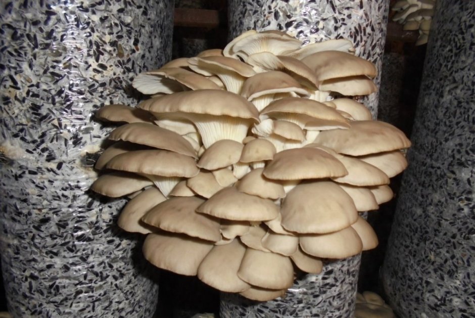 Этикетка грибов вешенка