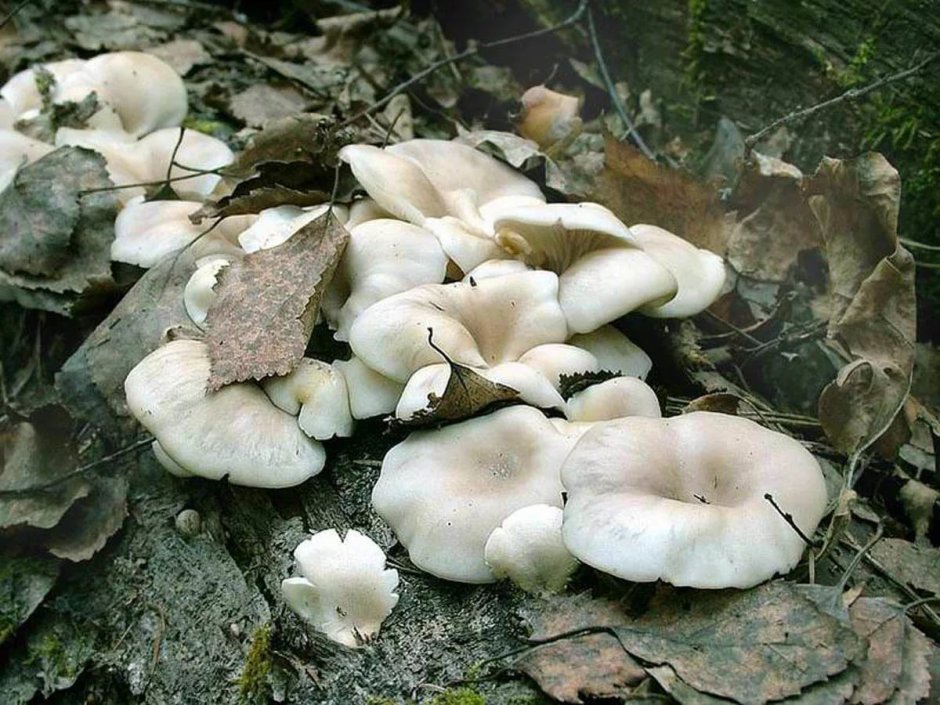 Набор для выращивания грибов в домашних условиях