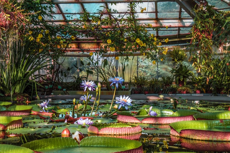 Ботанический сад Петра Великого Викторная оранжерея