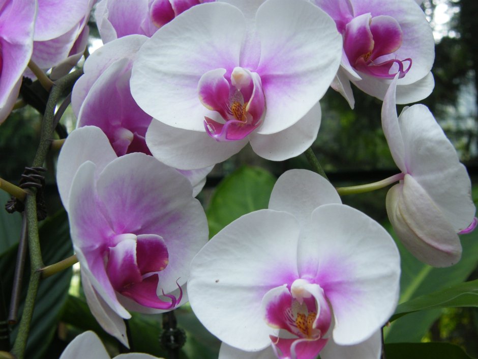 Тропический парк Нонг Нуч сад орхидей