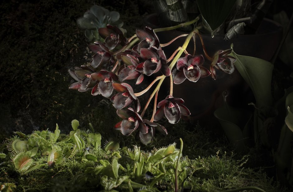 Орхидея Цимбидиум фиолетовая
