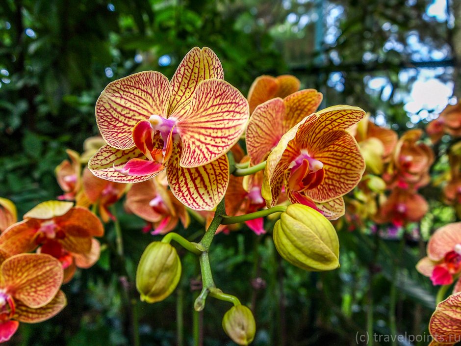 Сингапурская Орхидея
