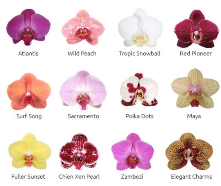 Варианты посадки орхидей