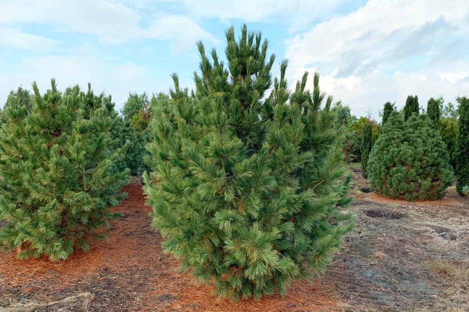 Сосна Кедровая европейская Pinus Cembra