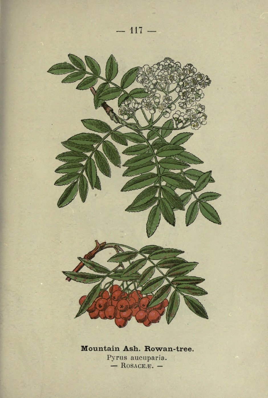Рябина Ботаническая иллюстрация