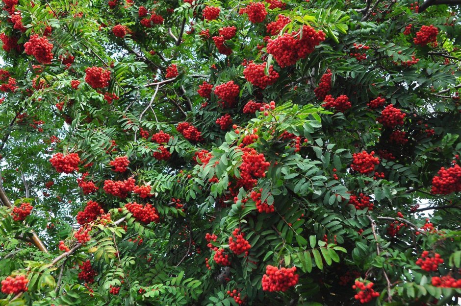 Рябина обыкновенная Sorbus aucuparia