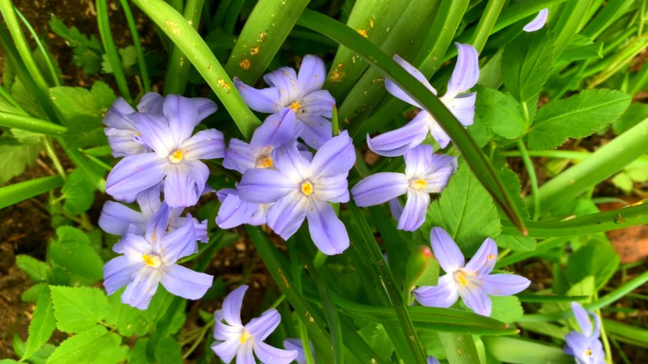Хионодокса luciliae Violet Beauty