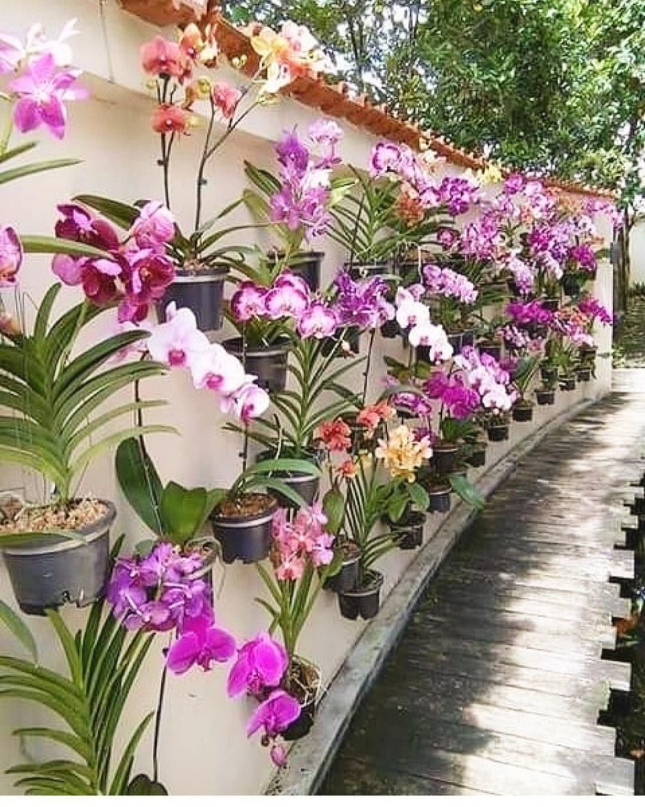 Парк орхидей в Паттайе