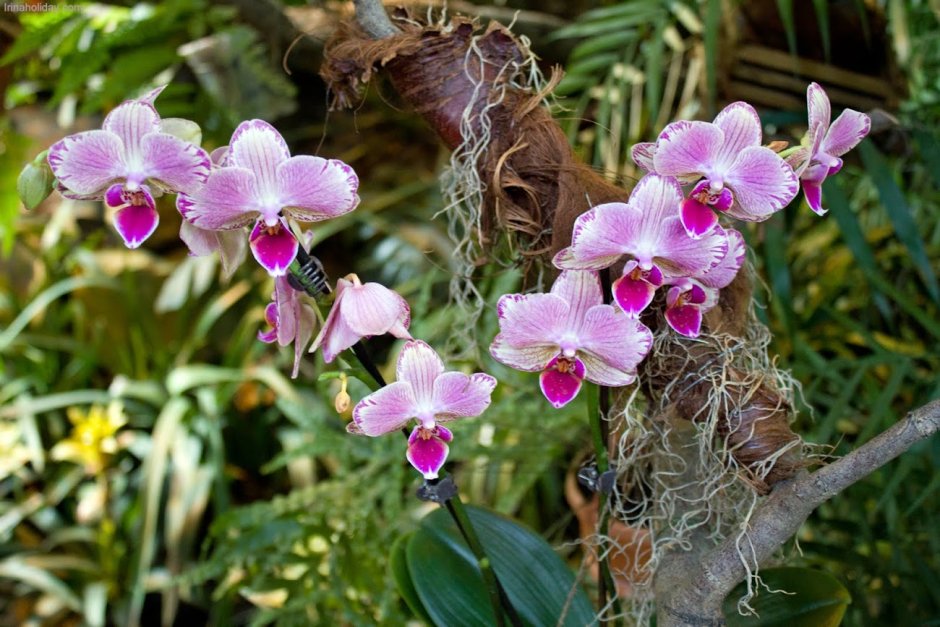 Ботанический сад Сингапур парк орхидей