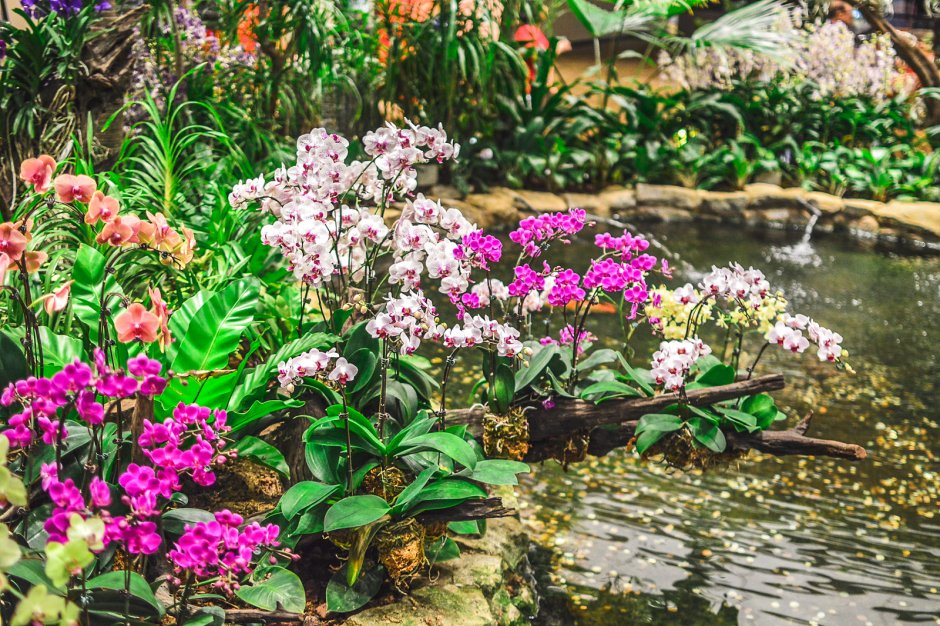 Таиландская Орхидея белая
