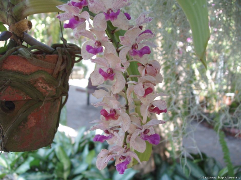 Орхидея в подвесном кашпо