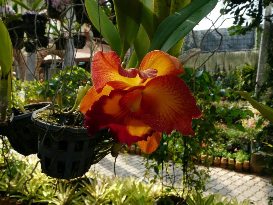 Орхидея таиландская