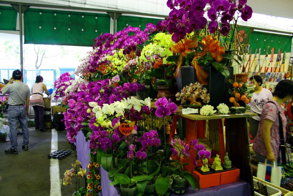 Фестиваль орхидей в Лондоне