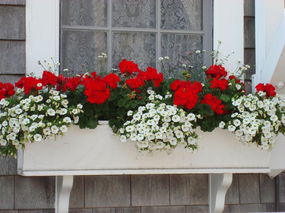 Многолетние неприхотливые цветы для балконных ящиков