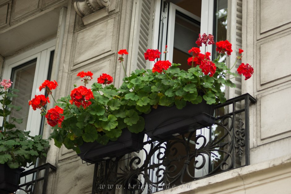 Тенелюбивые балконные цветы