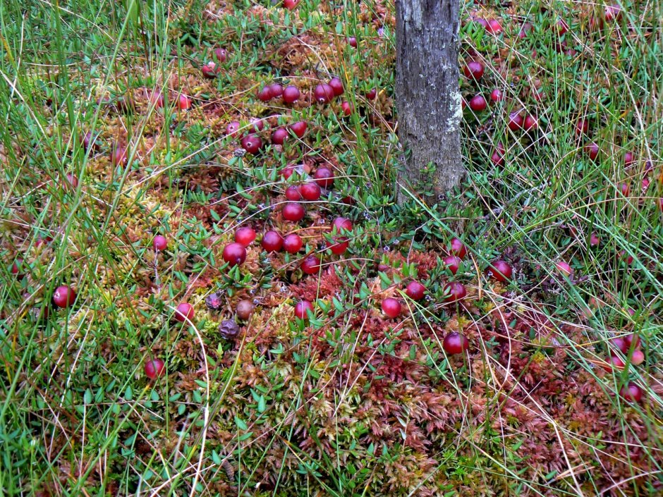 Сбор ягод на болоте