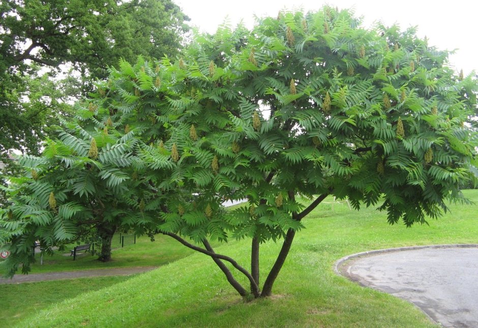 Сумах пушистый оленерогий уксусное дерево