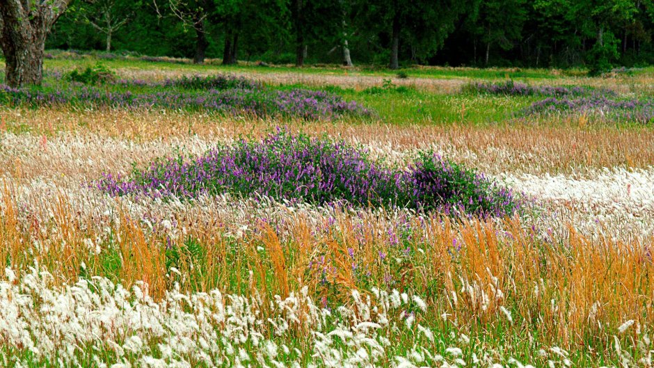 Разнотравье поля Луга полевые цветы
