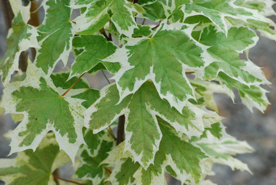 Клен остролистный Acer platanoides “drummondii”
