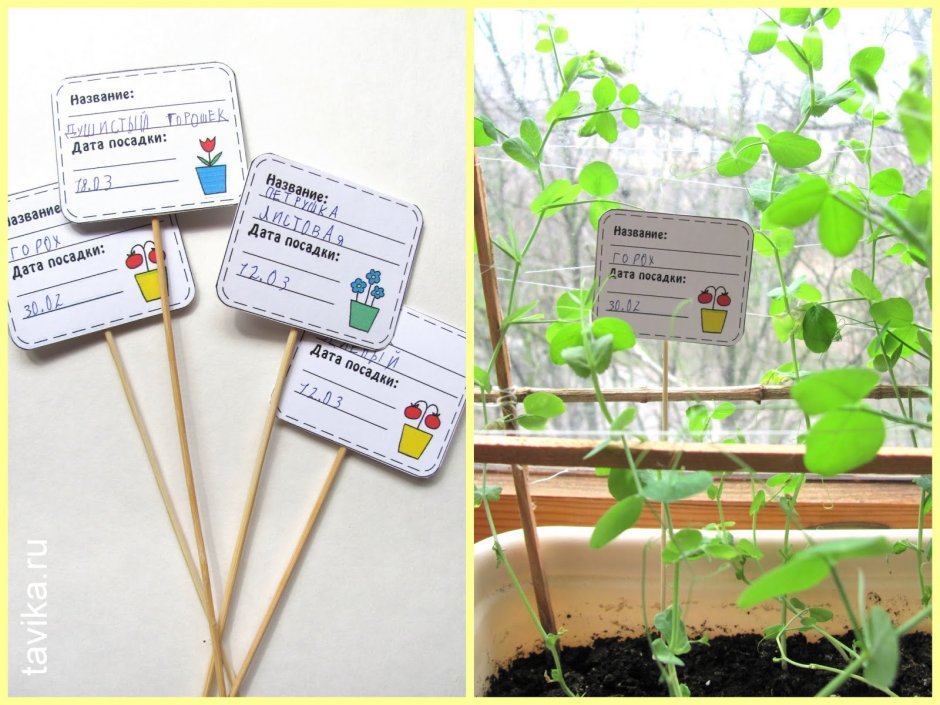 Таблички для растений в детском саду огород