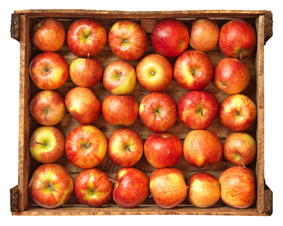 Сбор яблок в саду